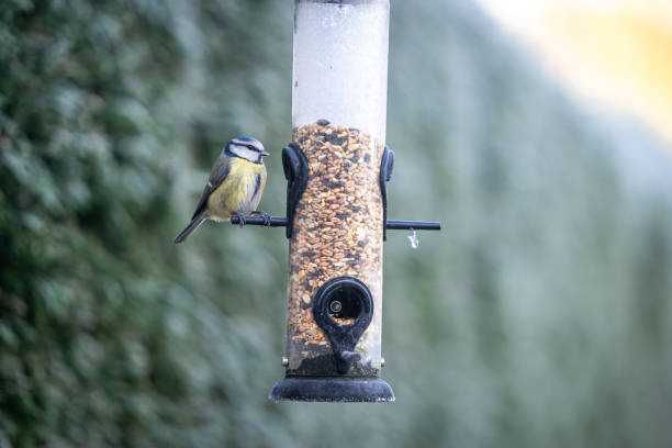 istock Blue tit feeding in a garden after a hard frost 1448162685