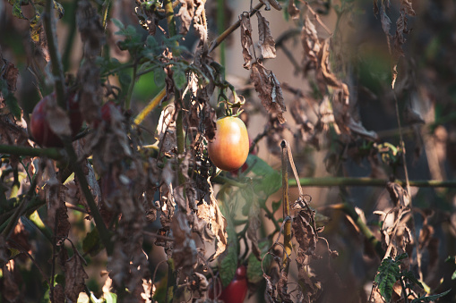 Tomato fruits damaged by bacterial disease. Moisture cracked tomatoes. Tomatoes dried up from pests.