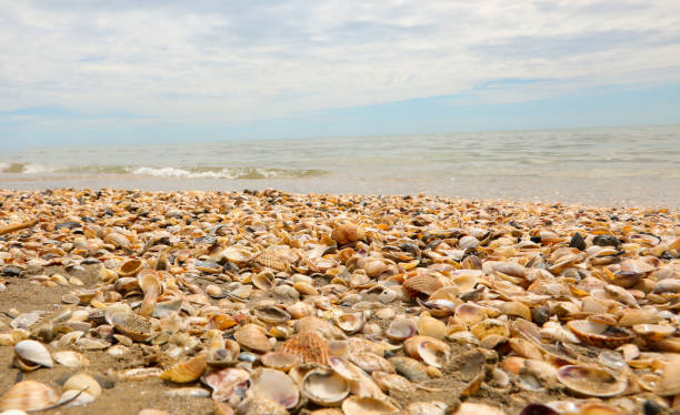 istock hundreds of thousands of shells on the seashore 1448166054