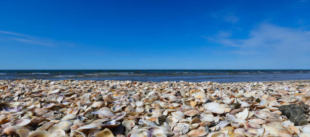 istock hundreds of thousands of shells on the seashore 1448166103