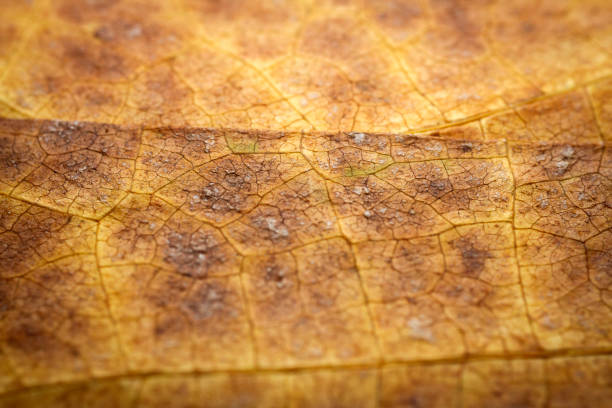 istock Extreme close-up of a dried leaf. 1448166133