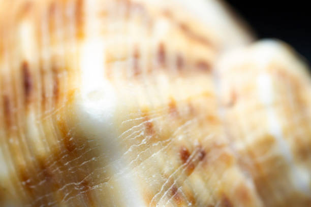 Small heap of Sessilia growing on top of a common cockle shell. Shell is laying in a nacre background.