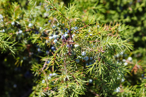 istock juniper berries in a bush with many spines 1448166422