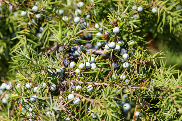 istock juniper berries in a bush with many spines 1448166436