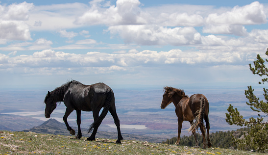Feral wild horses - Black mare leading chestnut bay colt on ridge above the Bighorn Canyon in the central Rocky Mountains of the western United States