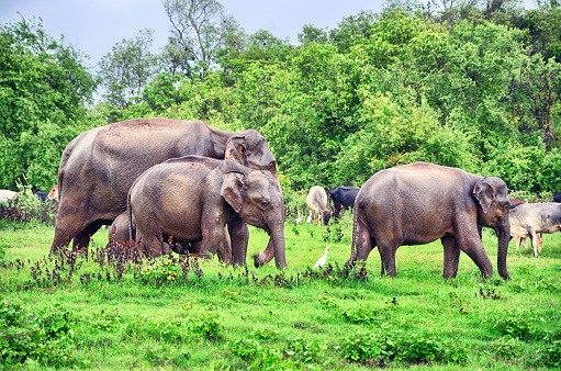 Wlid elephants in Kadulla national park, Sri-Lanka