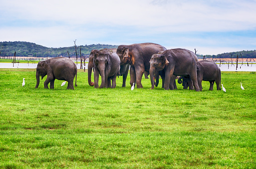 Wild elephants in Kadulla national park, Sri-Lanka