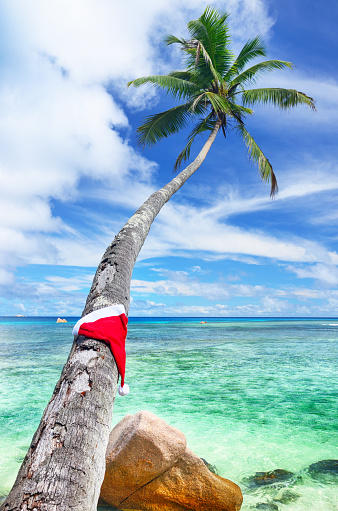 Red Santa's hat hanging on palm tree