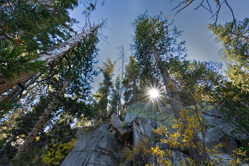 Sunburst through the trees on the shore of Rock Creek Lake, California.