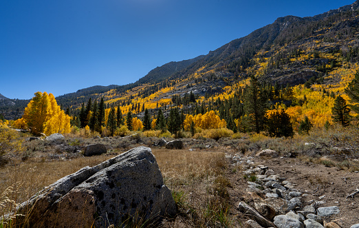 A meadow with fall colors on the road to South Lake near Bishop, CA.
