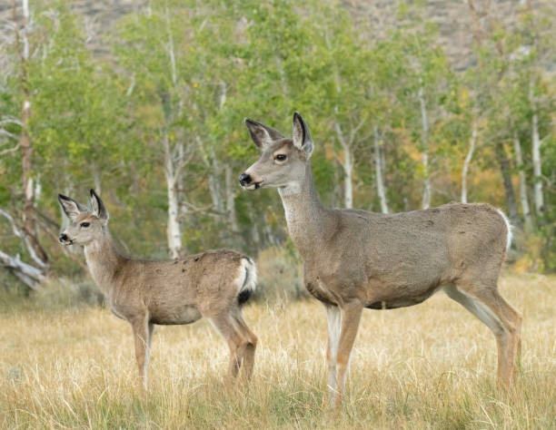 istock Mule Deer Doe & Fawn II 1448168580
