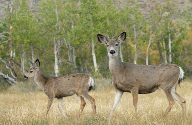 istock Mule Deer Doe & Fawn III 1448168882