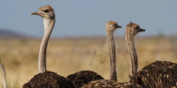 Flock of ostrich sitting in the meadow