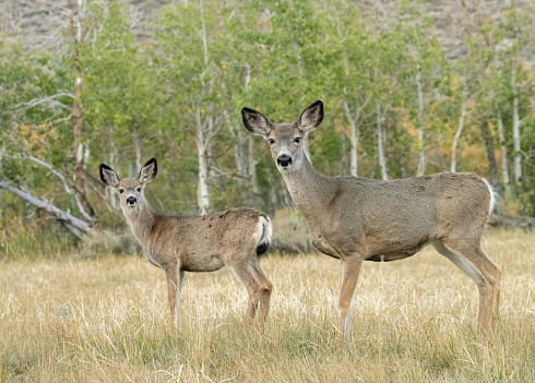 Early morning in Yellowstone National Park. Please see my portfolio for a similar image cropped in a panoramic format.