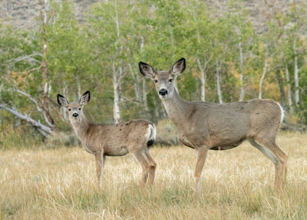 Mule Deer Doe & Fawn A mule deer doe and fawn grazing in a pasture near Convict Lake, CA. mule deer stock pictures, royalty-free photos & images