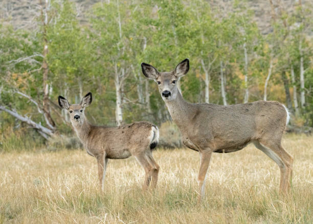 mule deer doe & fawn - convict lake imagens e fotografias de stock