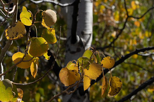 Golden leaves in the foreground of an aspen tree trunk near Convict Lake, CA.