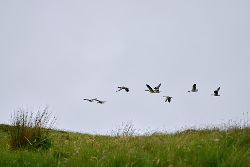 Coral Beach, Isle of Skye, Scotland, Highlands, greylag goose or graylag goose, Anser anser