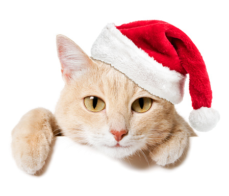 Funny cat in Santa hat peeking out of a blank sign, isolated on white. You can add extra white space with your message to the bottom.