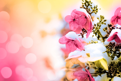 Dry flowers of hydrangea covered by snow on a defocused garden background with beautiful bokeh light. Toned image, space for copy.