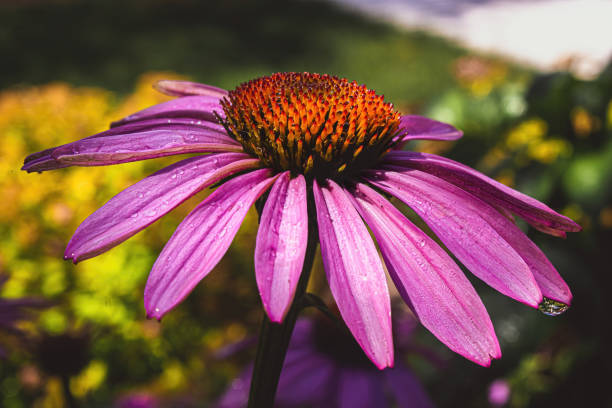A purple coneflower covered in morning dew blooms towards the sky.