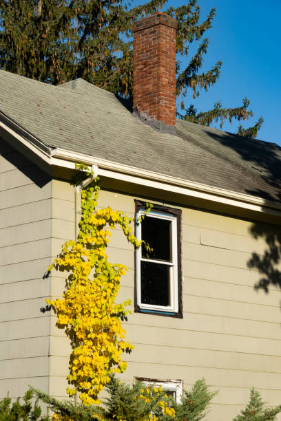 istock Ivy plant crawling on a house facade 1448172511
