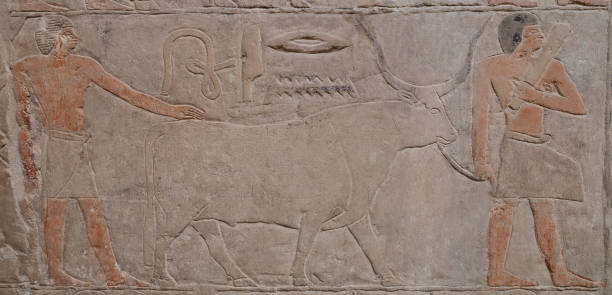 рельефы из гробницы мереруки в саккаре. древнее царство. египет. - saqqara стоковые фото и изображения