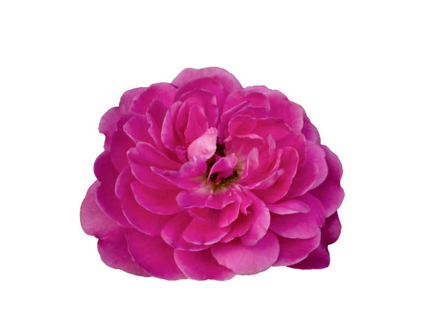 istock Fresh beautiful pink rose isolated on white background 1448173890