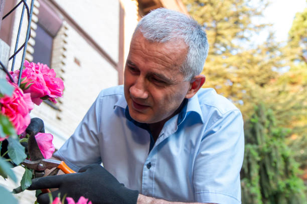 istock Mature gardener making arrangement and cutting a rose bush using pruning shears. 1448174145