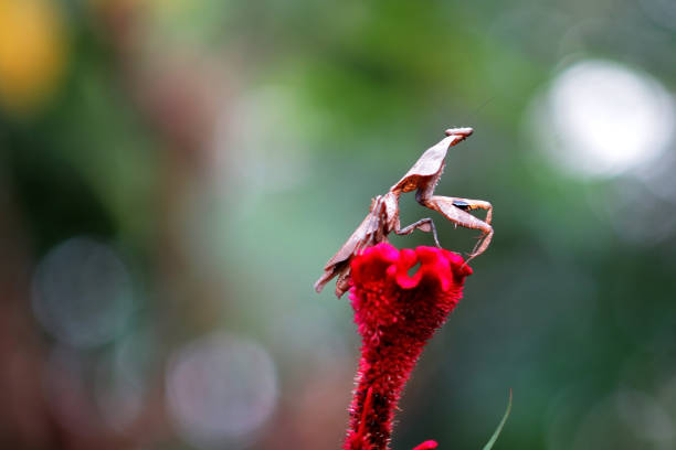 istock lobata mantis against natural background 1448174899