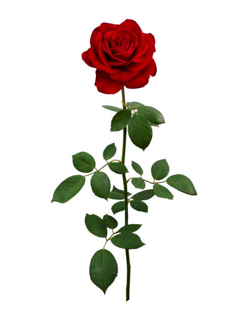 istock Dark red rose with a green leaves 1448176456