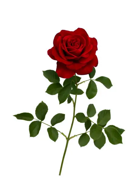 Photo of Dark red rose with a green leaves