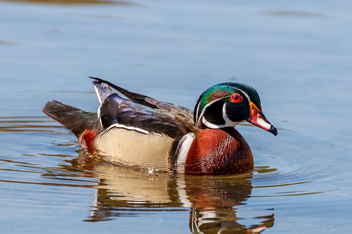 Wood Duck in Fall Color