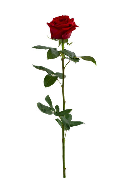dark red rose with green leaves isolated on white - thorn spiked flower head blossom imagens e fotografias de stock