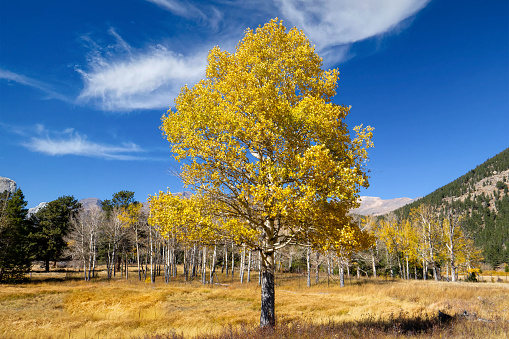 A lone aspen tree in a meadow near Alluvial Fan, Rocky Mountain National Park, CO.