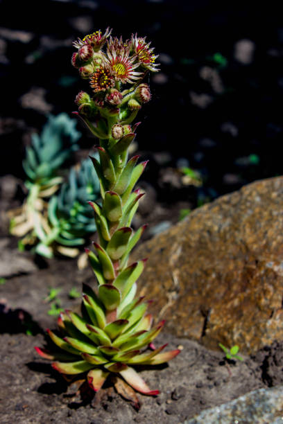 istock Mountain flower for alpine slide 1448179977