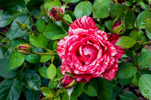 Red rose isolated on white background.