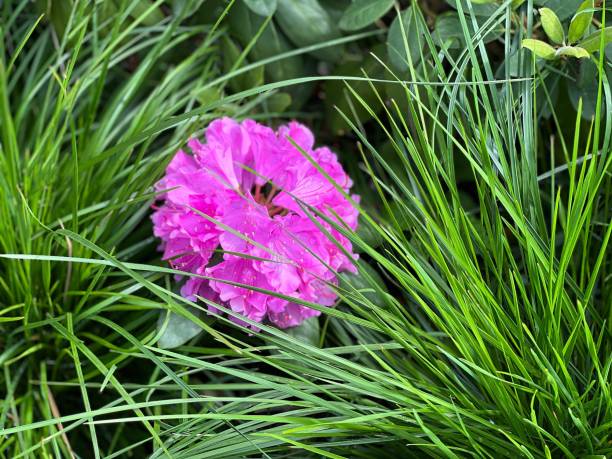 istock Pink rhododendron flower in the green grass. 1448180812