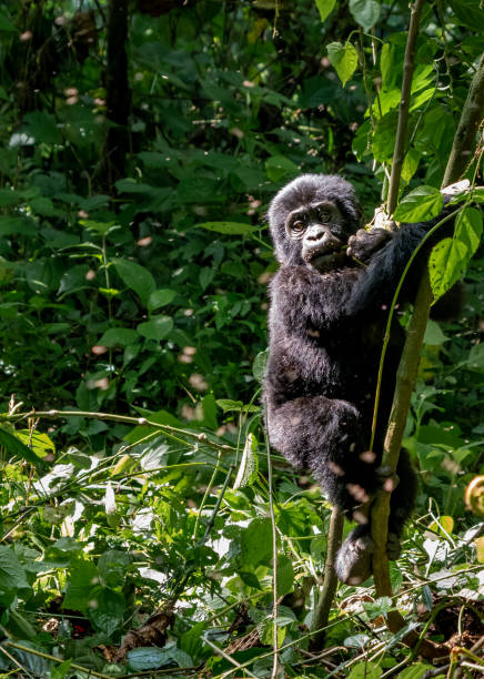 istock Baby mountain gorilla playing among the vines 1448181106