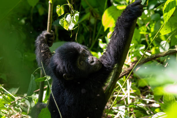 istock Baby mountain gorilla playing among the vines 1448181147