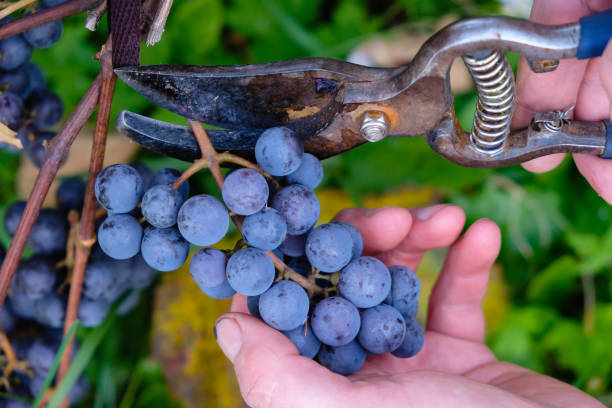 il contadino taglia l'uva con le forbici da giardino. vinificazione. - sweet potato foto e immagini stock