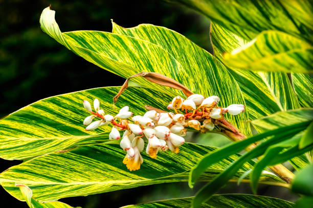White Yellow Shell Ginger Flowers Leaves Waikiki Honolulu Hawaii