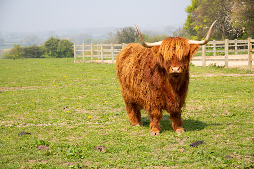 Highland cow with shaggy orange coat and long pointy horns stands in field looking towards camera, a scary sight.