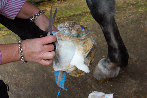 Close up shot of woman treating the foot of a horse, using scissors to cut off a poultice that has been being used to draw out the bad from its foot and make it better.