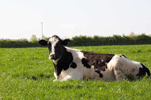 Black and white dairy cow lies in grassy field relaxing before eating more grass.