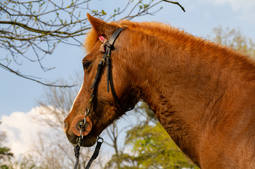 Close up shot of sweaty chestnut coloured pony horse as she stands looking into the distance outdoors after being ridden in the English countryside