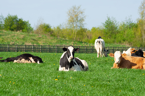 Herd of dairy cows lying in grassy field on spring day enjoying the spring sunshine and being outdoors after winter.