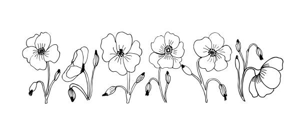zestaw z makami w kwiaty. wektorowe izolowane symbole botaniczne kwitnących kwiatów maku. - wildflower set poppy daisy stock illustrations