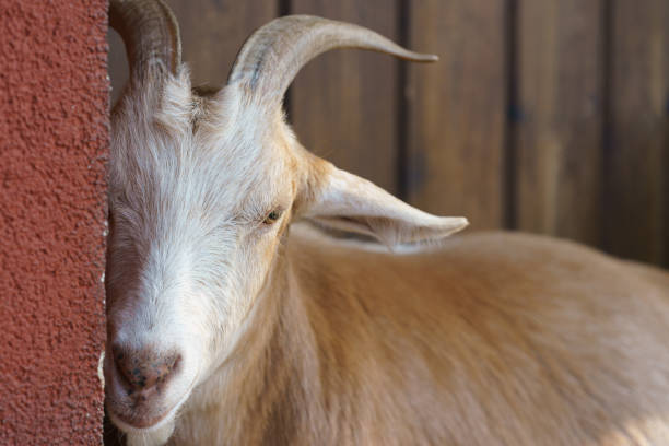 istock Portrait of Angora goat. 1448186142
