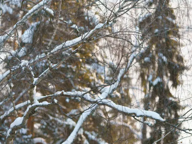 Photo of White snowy sinter in the Russian countyside